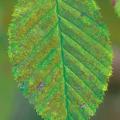 Bronze spotting on hornbeam leaf